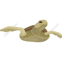 Ocean Guardian: Sea Turtle