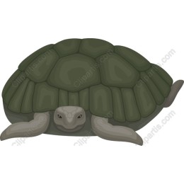 Sea Turtle
