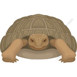 Tortoise