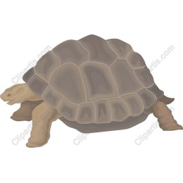 Tortoise - Elegant and Clipart