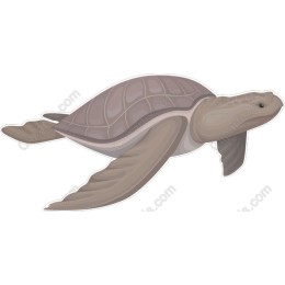 Elegant Turtle