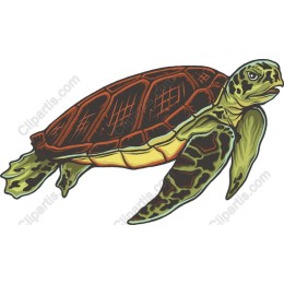 Vibrant Sea Turtle