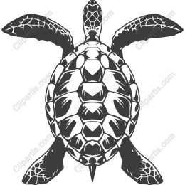 Elegant Sea Turtle