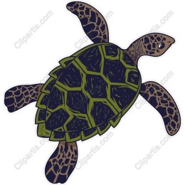 Sea Turtle
