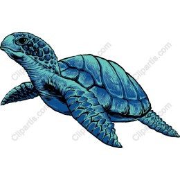 Vibrant Sea Turtle