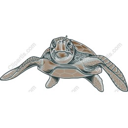 Oceanic Turtle