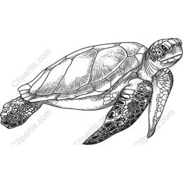 Intricate Sea Turtle