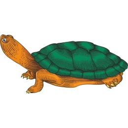 Vibrant Turtle - Detailed