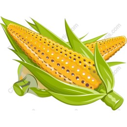 Fresh Corn on the Cob
