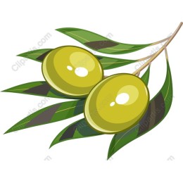 Olive Branch