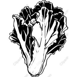 Fresh Lettuce