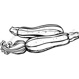 Fresh Zucchini