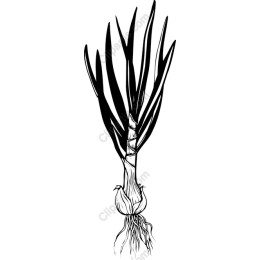 Elegant Green Onion