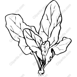 Fresh Spinach Leaves