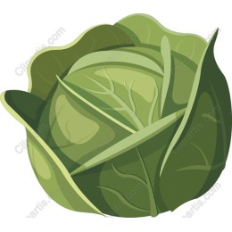 Fresh Green Cabbage