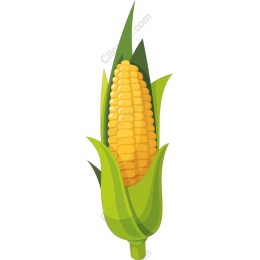 Vibrant Corn on the Cob