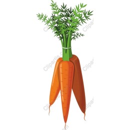 Fresh Carrot Bundle
