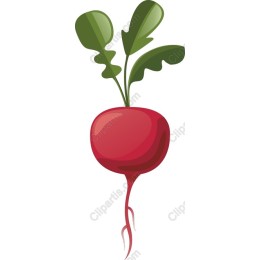 Vibrant Radish