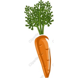 Fresh Carrot