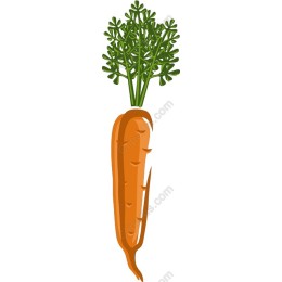 Fresh Carrot