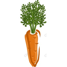 Fresh Carrot