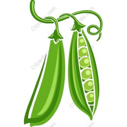 Fresh Green Pea Pod