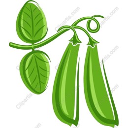 Fresh Green Peas
