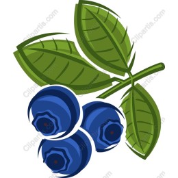 Fresh Blueberries