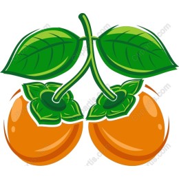Fresh Orange Fruit