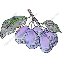 Elegant Plum