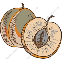 Fresh Melon