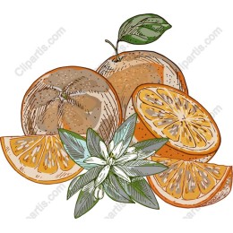 Vibrant Orange