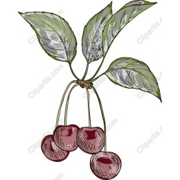 Vibrant Ripe Cherry