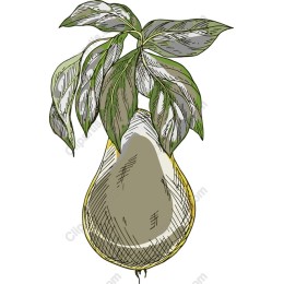 Elegant Hand-Drawn Pear
