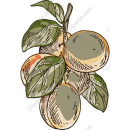 Persimmons - Hand-Drawn in and
