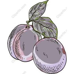 Hand-Drawn Plum