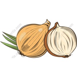 Vibrant Onion