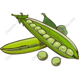 Premium Fresh Green Peas