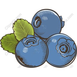 Fresh Blueberry