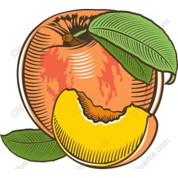Vibrant Peach