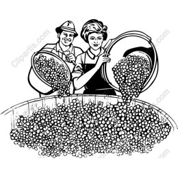 Harvest Joy: Vintage Grape Collecting