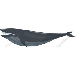 Majestic Whale