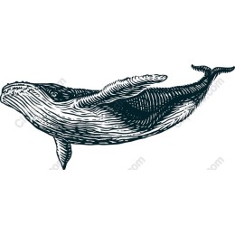 Majestic Whale