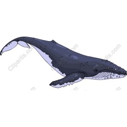 Humpback Whale