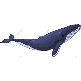 Majestic Humpback Whale