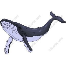 Humpback Whale