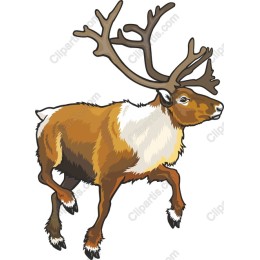 Majestic Reindeer