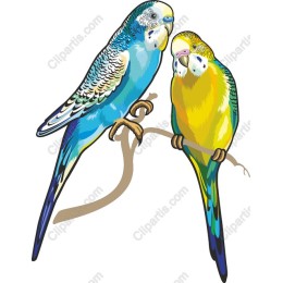 Vibrant Budgerigar