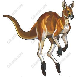 Vibrant Kangaroo