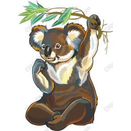 Playful Koala